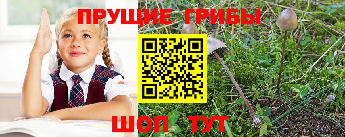 Псилоцибиновые грибы Cubensis Киселёвск